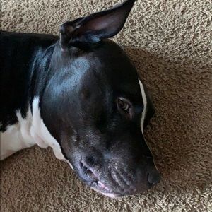 Meet your Posher, Dennis